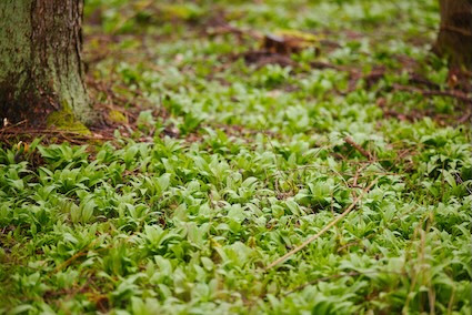 Udforsk vild mad i naturen omkring Præstø