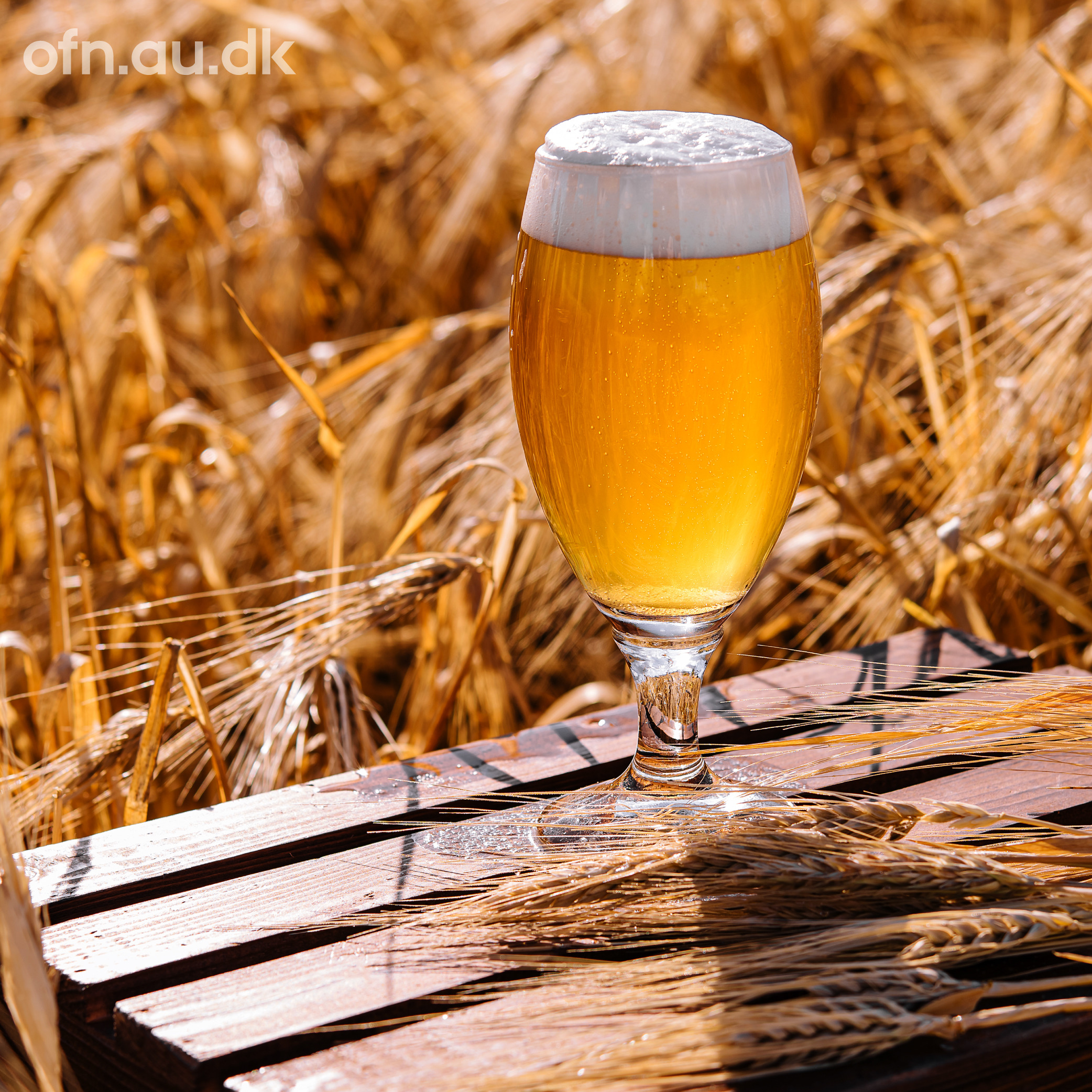 Oplev Carlsbergs videnskabelige verden på Brædstrup Bibliotek