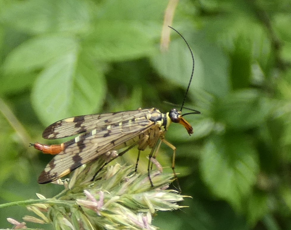 Nørdetid - for voksne med interesse for biodiversitet