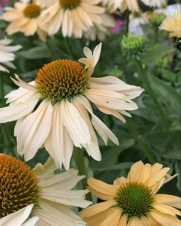 Opslagstavlen: Nyeste opdateringer fra Hobro