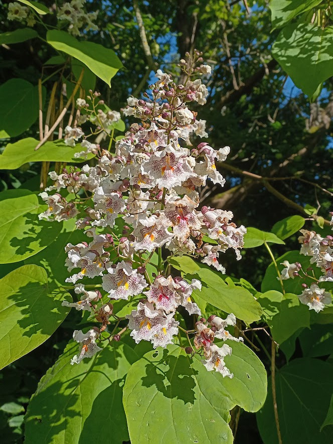Oplev naturens vidundere på Blomstergården ved Viborg