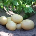 Midtjysk Gartnerhal opfordrer til hurtigt køb af læggekartofler før påsken