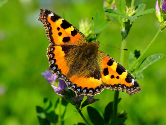 Oplev sommerfugle og julehygge i Økolariet