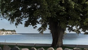 Stevns Turistforening inviterer til generalforsamling i Gjorslev Bøgeskov