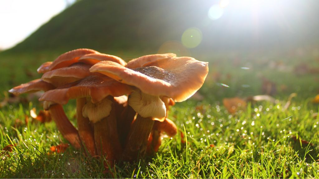 Svampe- og urtetur i Legind: En naturoplevelse for børn