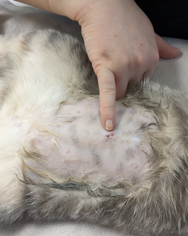 Vet til dig tilbyder flotte og præcise sterilisationer til hunkatte