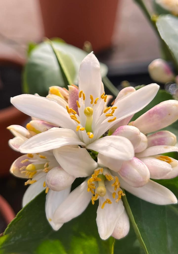 Midtjysk blomstermarked deler deres glæde for citronblomster