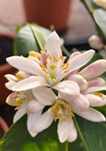 Midtjysk blomstermarked nyder duften af citrusblomster hver dag
