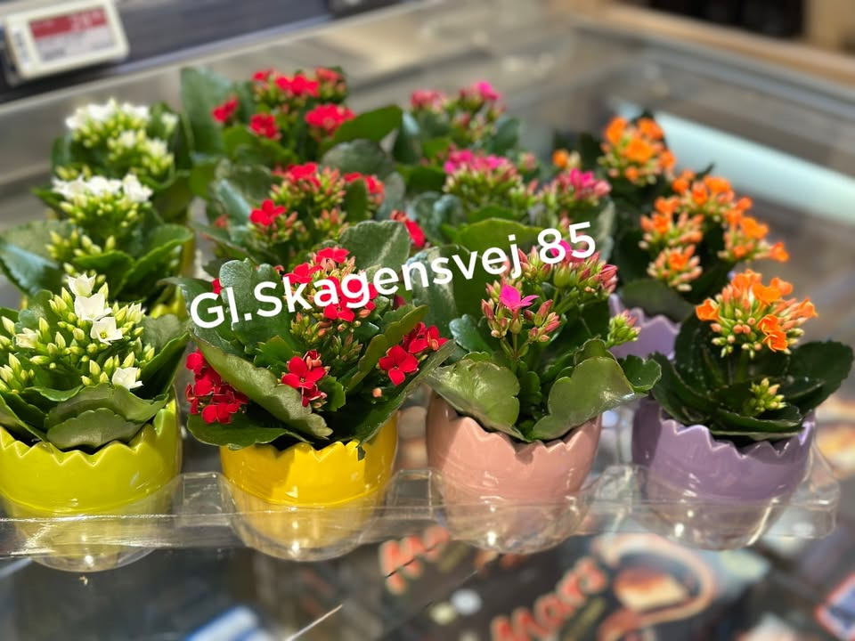 Meny Gl. Skagensvej tilbyder æggepotter med mini kalanchoe til påskehygge