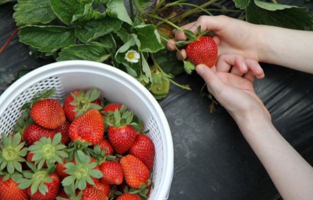 Her kan du smage på sommeren i din kommune