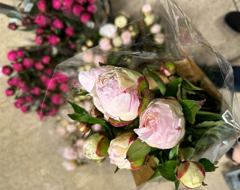 Nye danske pæoner til ja tak pris hos MENY Gl. Skagensvej