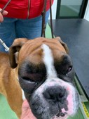 Dyrehospitalet Heden ApS: Hund med voldsom allergisk reaktion efter myrebid er nu i bedring