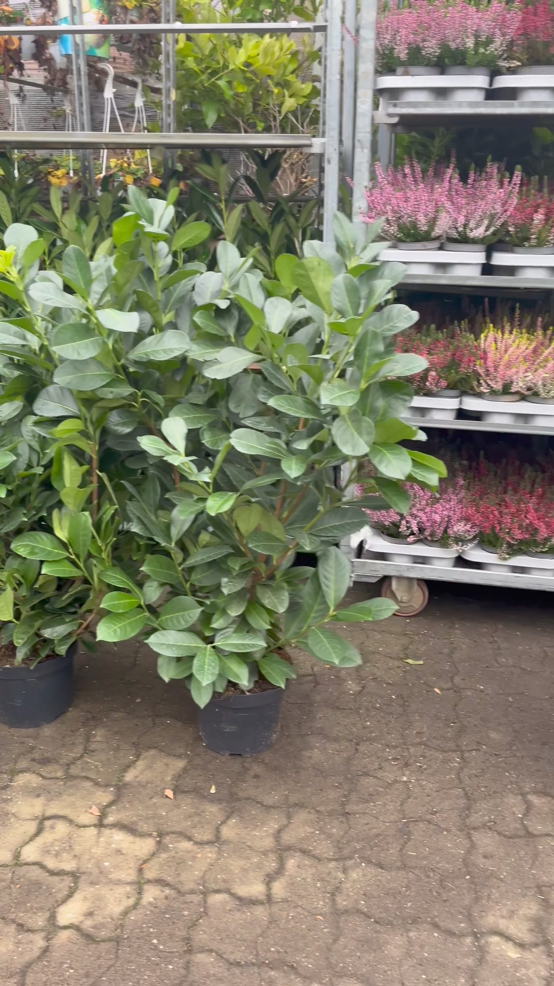 Midtjysk Blomstermarked tilbyder Laurbær Kirsebær til hæk til de laveste priser i Danmark