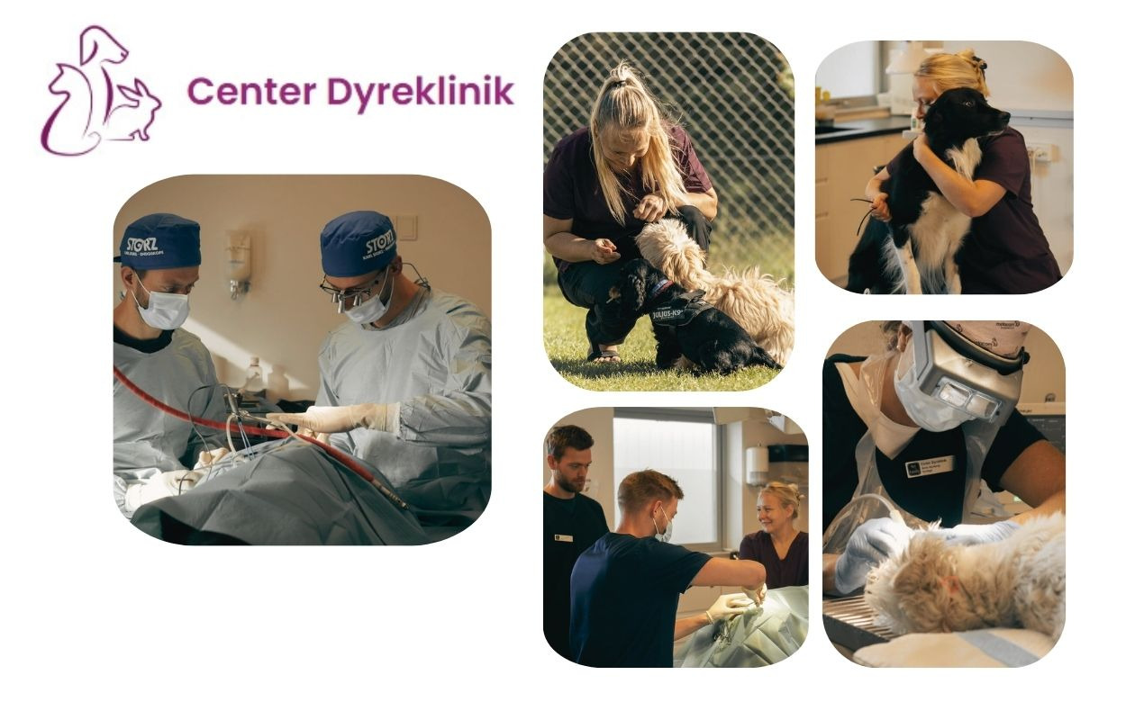 Center Dyreklinik tilbyder kærlig behandling for alle kæledyr