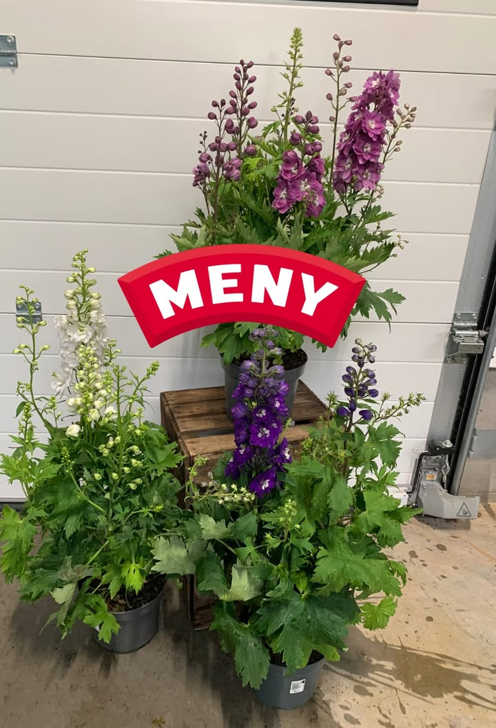 Meny Klarup tilbyder nedsatte riddersporer klar til afhentning