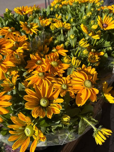 Blomster og planter til sensommeren hos REMA 1000 Hjørring, Hestkærvej