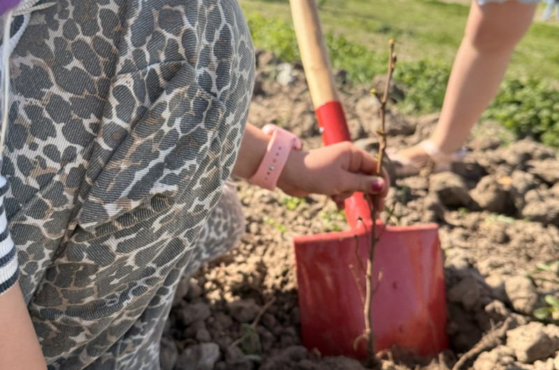 Åbent hus i Børnenes Skov byder på træplantning, børneaktiviteter og indvielse af nyt madpakkehus
