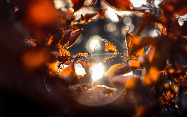 Opdatér dig her: Det nyeste fra Hammel