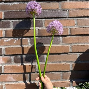 opslagsbillede