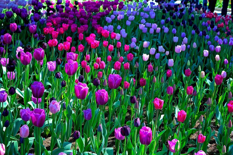 DGL service ApS inviterer til påskemiddag med familiehygge