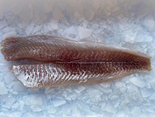 Nye priser på ugens fisk hos Hanstholm Auction Buyer med fragtfri levering i Skive, Thisted og Morsø kommuner