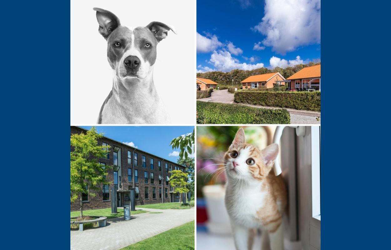 Find kæledyrsvenlige boliger hos NordVestBO i Holstebro og Struer