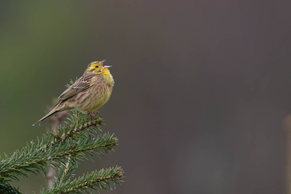 Lær fuglesang ved Caroline Mathilde Sø