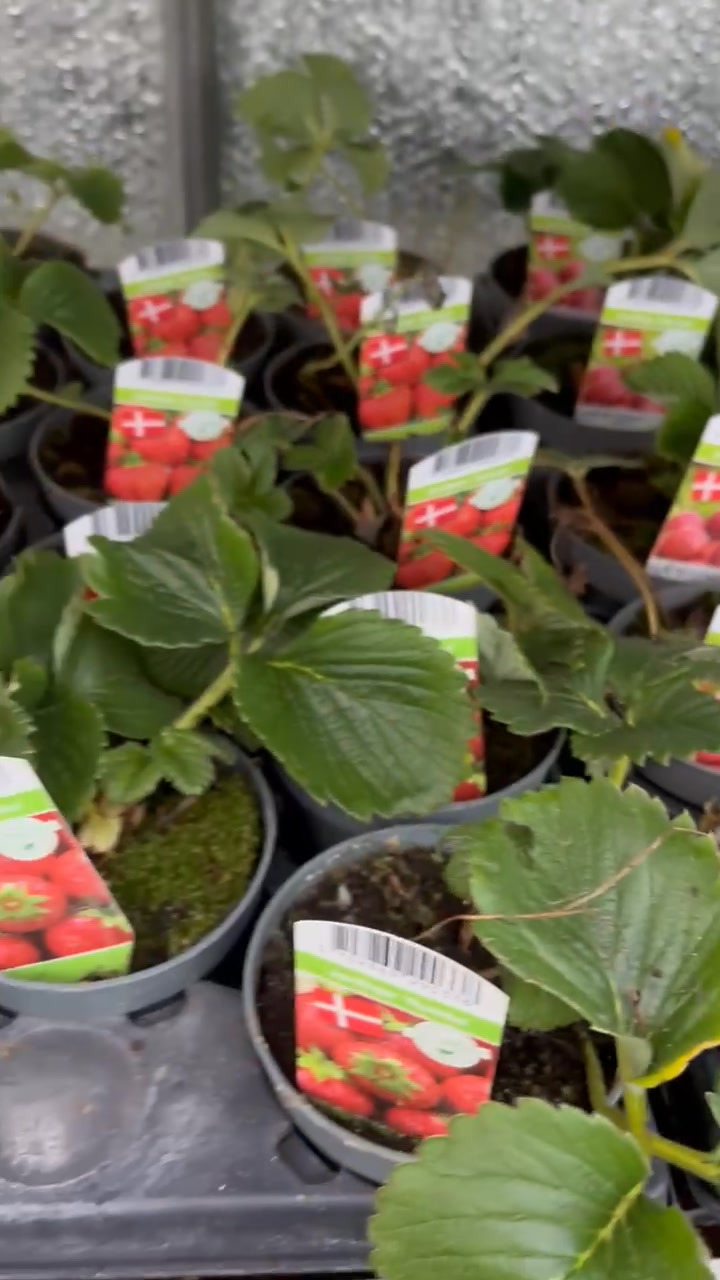 Nyt fra Midtjysk blomstermarked 