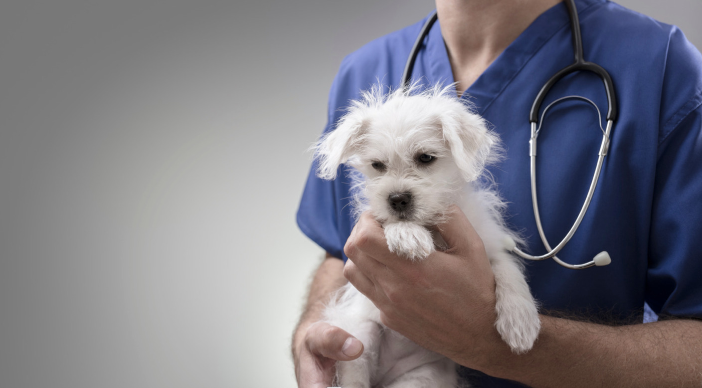 Sindal dyrlæge fusion har været en stor succes