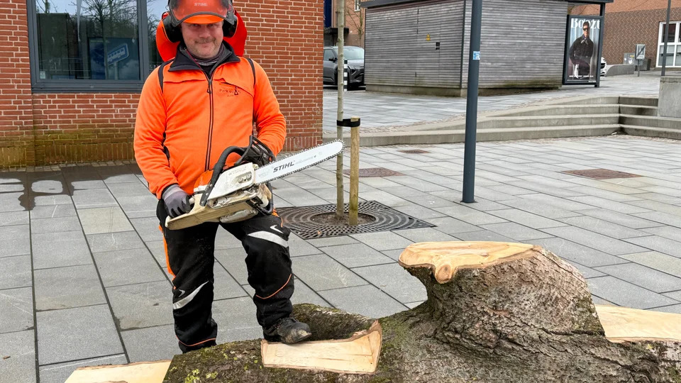 Gamle poppel bliver bæredygtige bænke: Struer genbruger byens naturarv