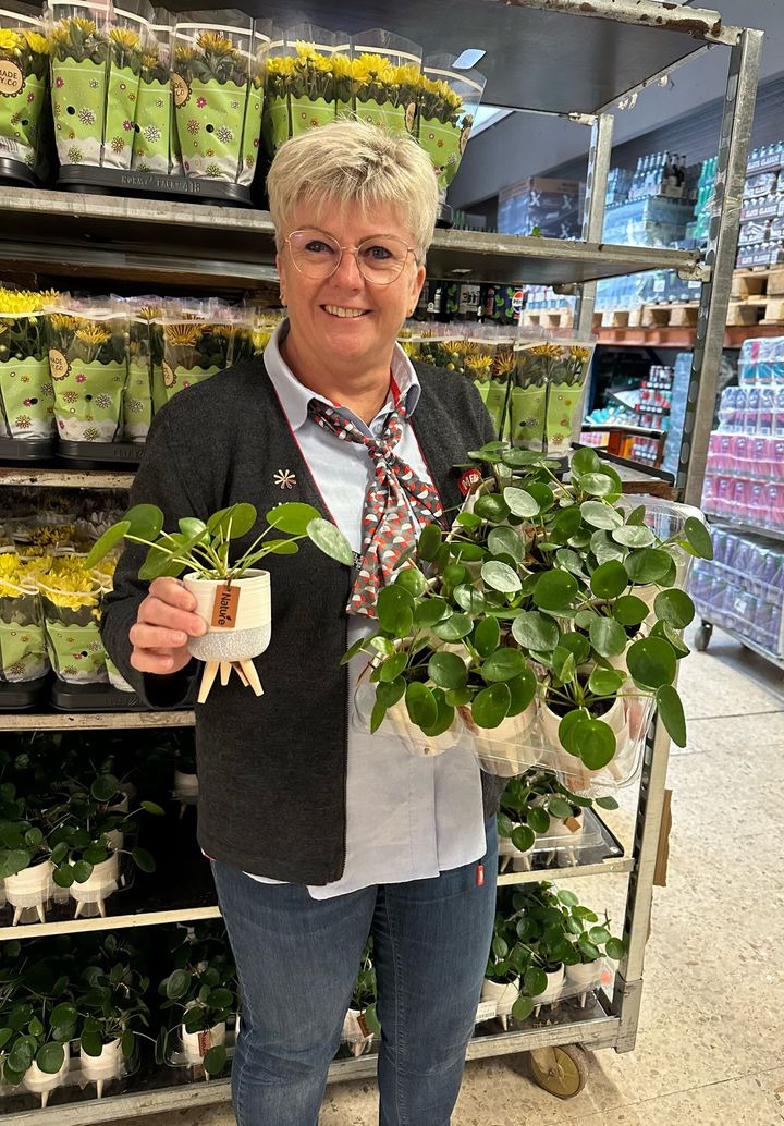 Meny Gl. Skagensvej: Mini pilea til vindueskarmen for kun 29,95 kr.
