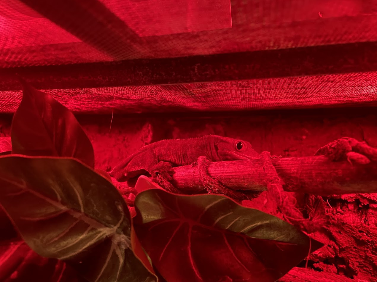 Oplev nattens dyr i Ishøj: En aften med naturoplevelser