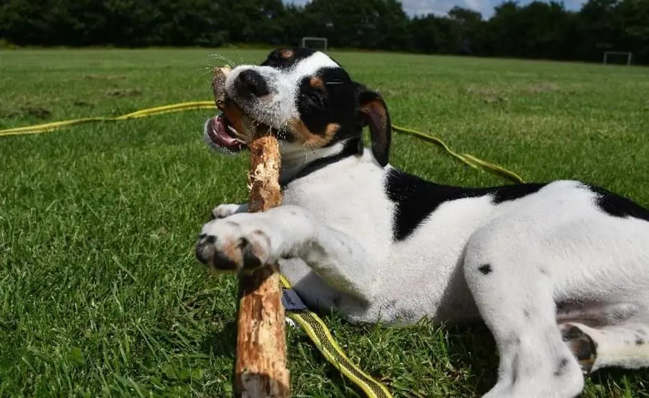 Forårsmessen i Skive tilbyder inspiration, aktiviteter og gode råd inden for bolig og renovering