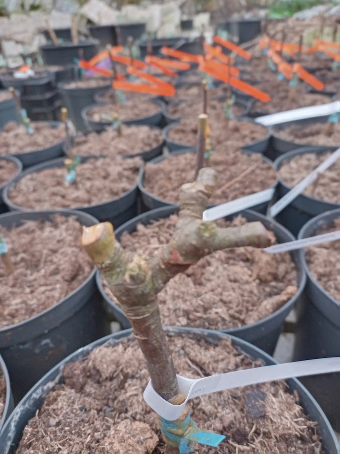 Lær kunsten at pode træer og buske på Blomstergården