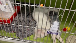 opslagsbillede