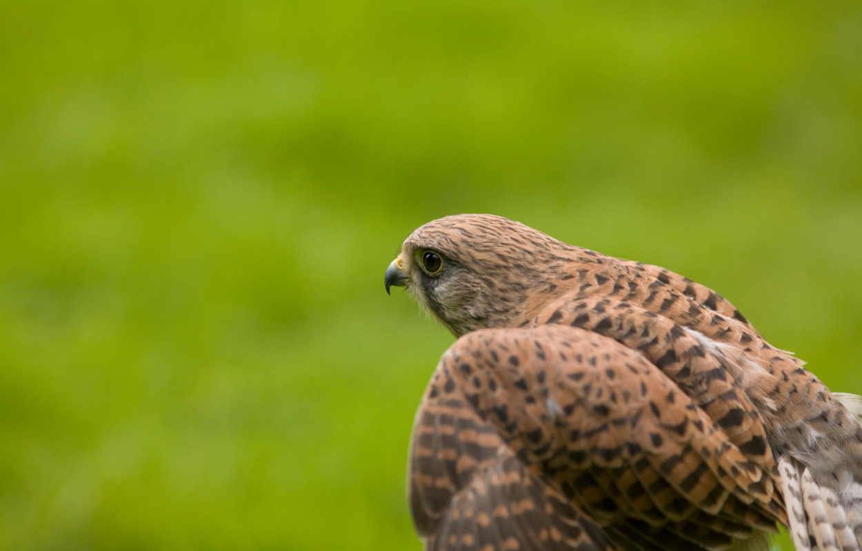 Nyt hjem til de lokale tårnfalke