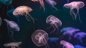 Oplev Fish After Dark ved Thorsmindes havn