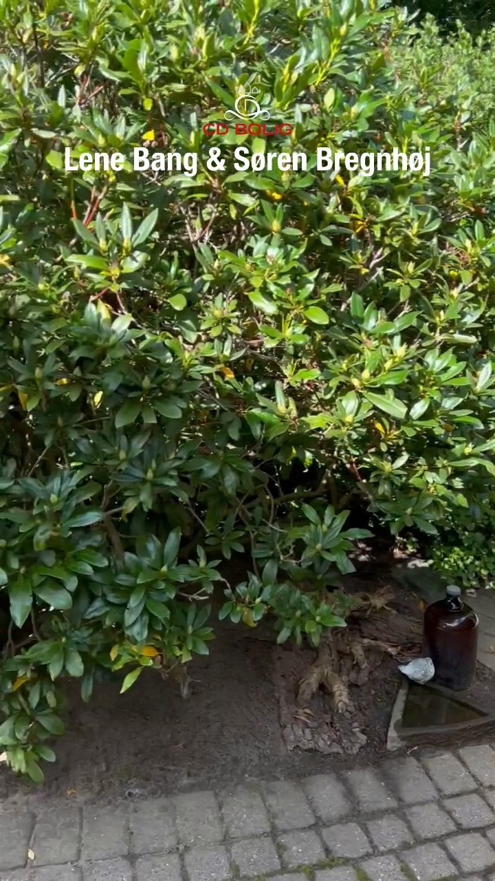 Opdatér dig her: Det nyeste fra Silkeborg