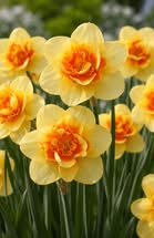 Midtjysk Gartnerhal tilbyder Narciss Tahiti påskeliljer til forårsklar hjem og have