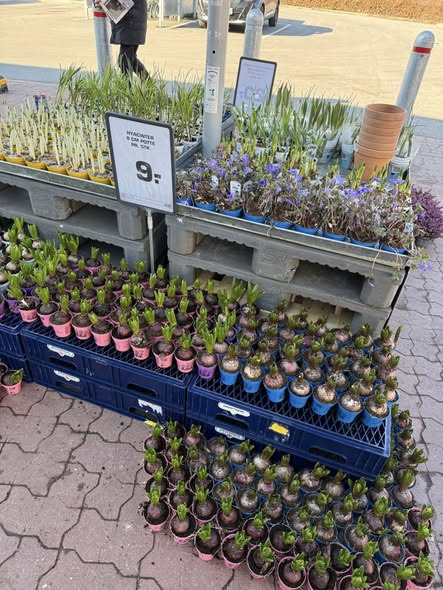 Rema 1000 Jyllandsgade i Ringsted byder foråret velkommen