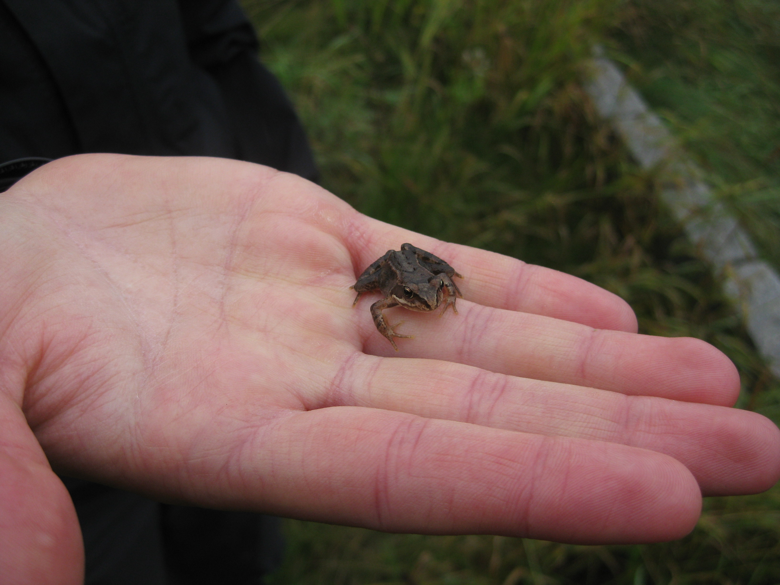 Udforsk naturen til BioBlitz i Østerhøj Naturpark