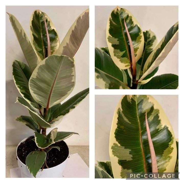 Se dagens updates fra Silkeborg her