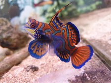 Et akvariums forunderlige, farverige univers