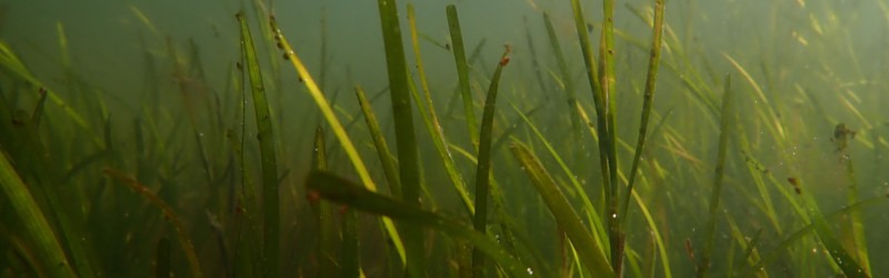 Frederikshavn Kommune får millioner til genskabelse af havnatur ved Voerså