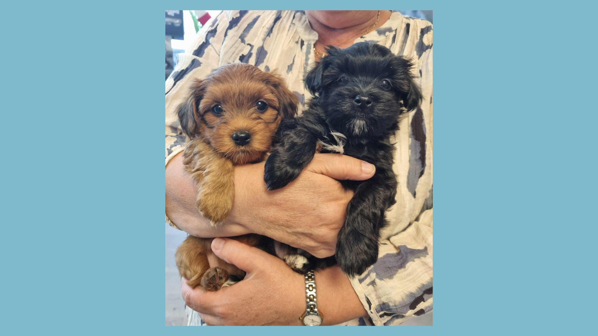 Pas godt på dit kæledyr – Vodskov Dyreklinik hjælper dig hele vejen