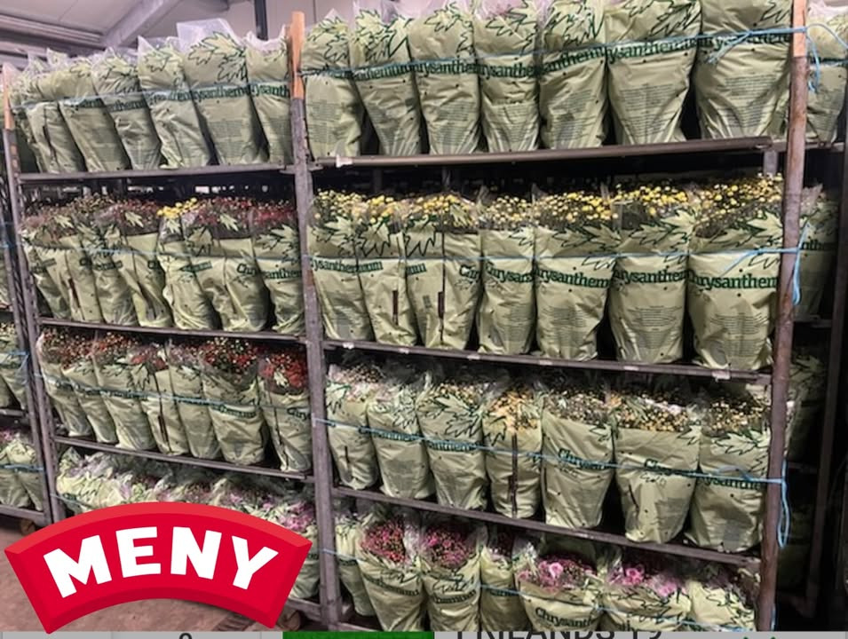 Meny Gl. Skagensvej tilbyder kugle chrysanthemum til specialpris