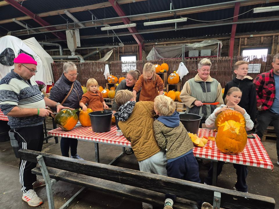 Jensen Jordbær inviterer til konkurrence om største græskar på Jordbærgården i Sæby