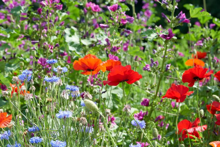 Gratis blomsterfrø til lodsejere i Allerød for at booste biodiversiteten