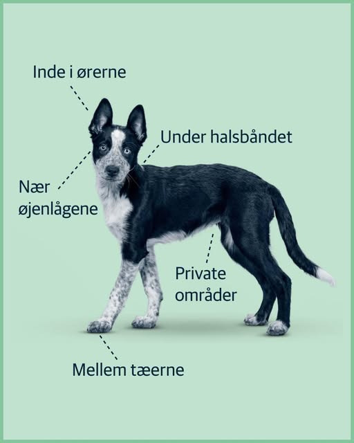 AniCura Aalborg anbefaler dagligt flåttjek af hunde