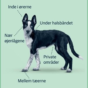 Opslagsbillede